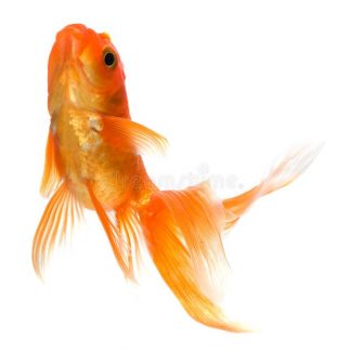 Goldfish