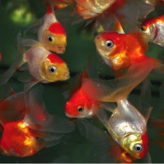 Paquet de 10 Goldfish